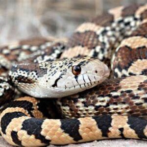 az gopher snake