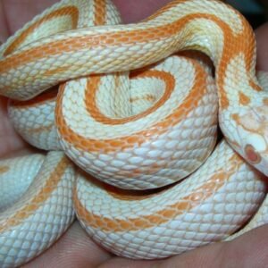 baby corn snake