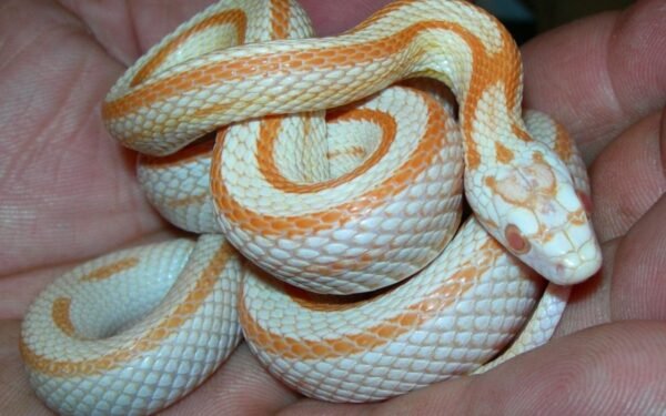 baby corn snake