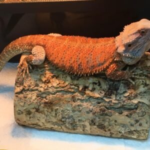 bearded dragon fancy