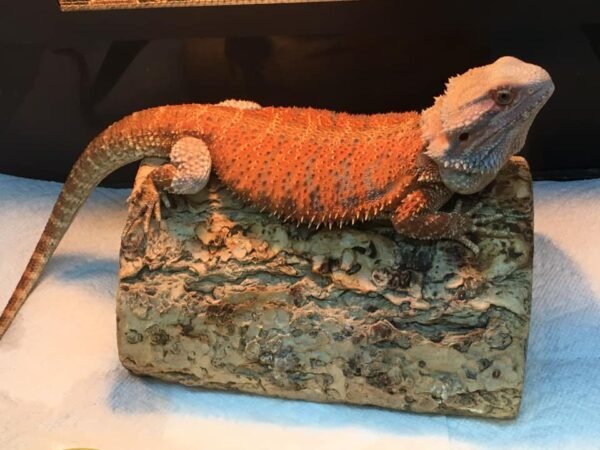 bearded dragon fancy
