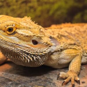 big bearded dragon