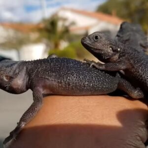 black bearded dragon for sale