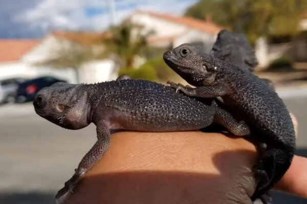 black bearded dragon for sale