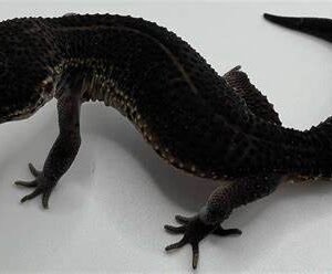 black leopard gecko