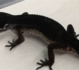 black night leopard gecko