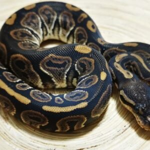 black pastel ball python
