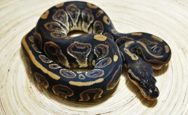 black pastel ball python