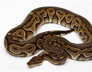 black pastel royal python