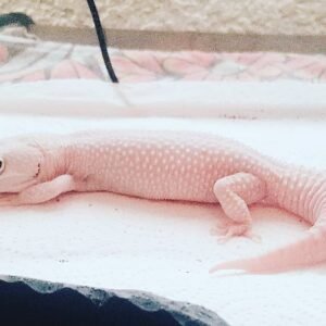 blizzard gecko