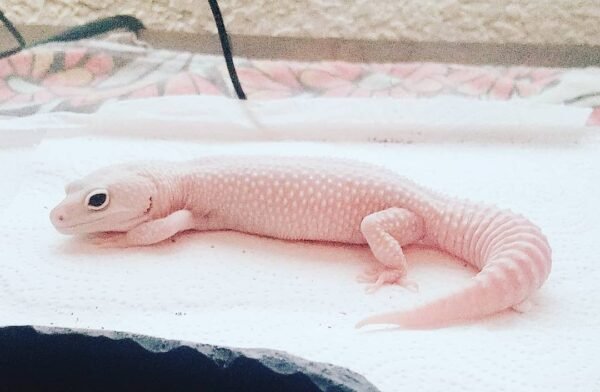 blizzard gecko
