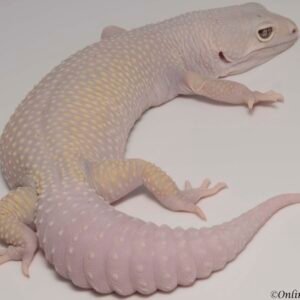 blizzard leopard gecko
