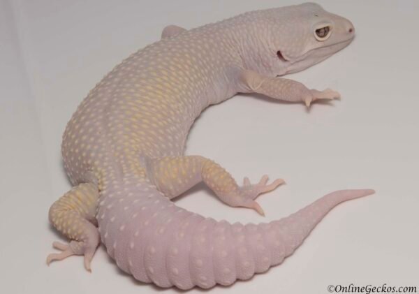 blizzard leopard gecko