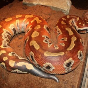 blood python species