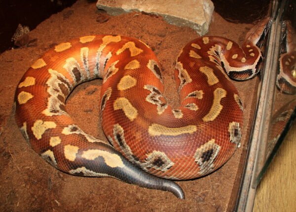 blood python species