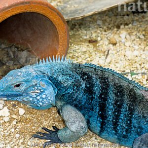 blue cayman iguana