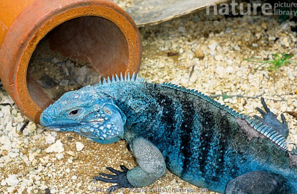 blue cayman iguana