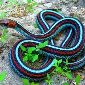 blue garter snake