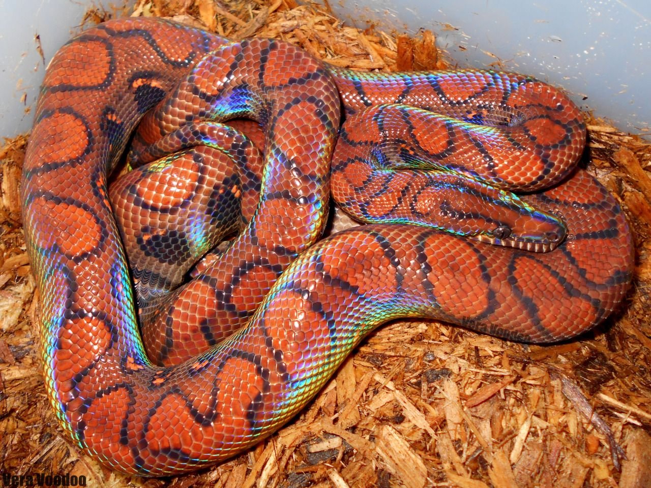 brazilian rainbow