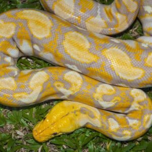 burmese python snakes for sale