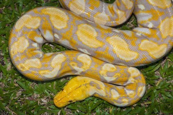 burmese python snakes for sale