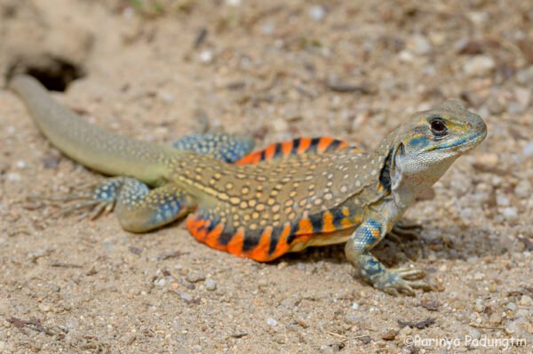 butterfly agama lizard
