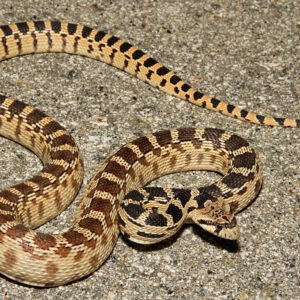 california gopher snake