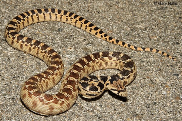 california gopher snake