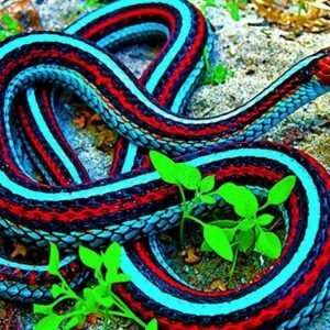 california red sided garter snake
