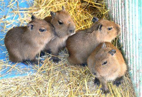 capybara