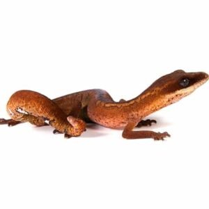 cat gecko