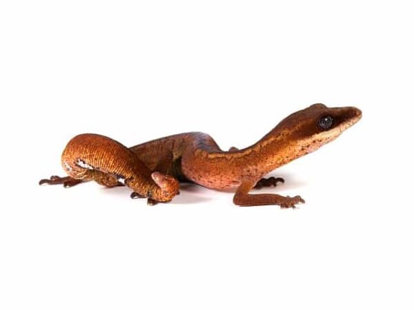 cat gecko