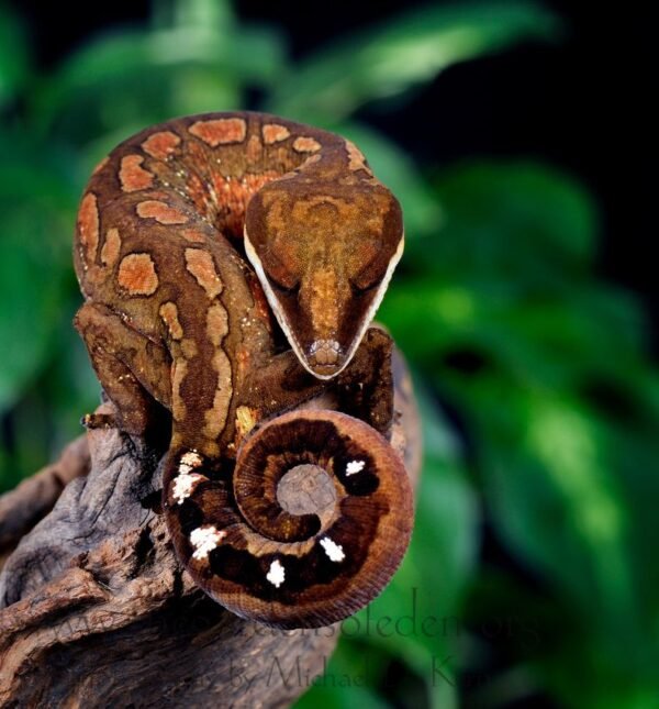 cat gecko - Image 2