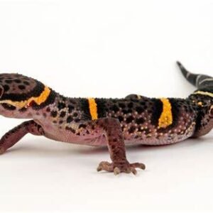 cave gecko