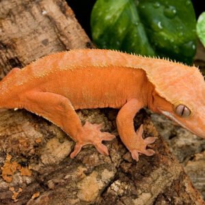 crested gecko for sale