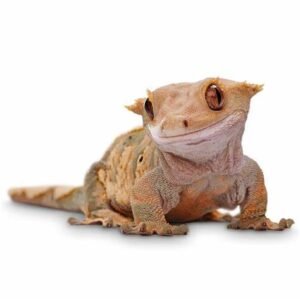 crested geckos for sale