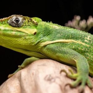 cuban knight anole