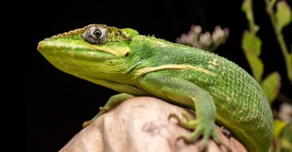 cuban knight anole