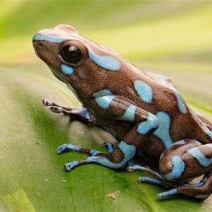dart frogs