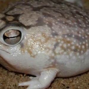 desert rain frog