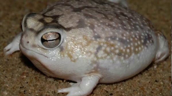 desert rain frog