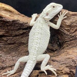 eastern bearded dragon