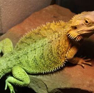 fancy bearded dragon