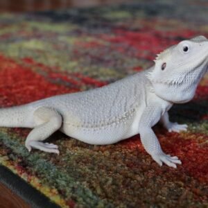 fancy bearded dragon