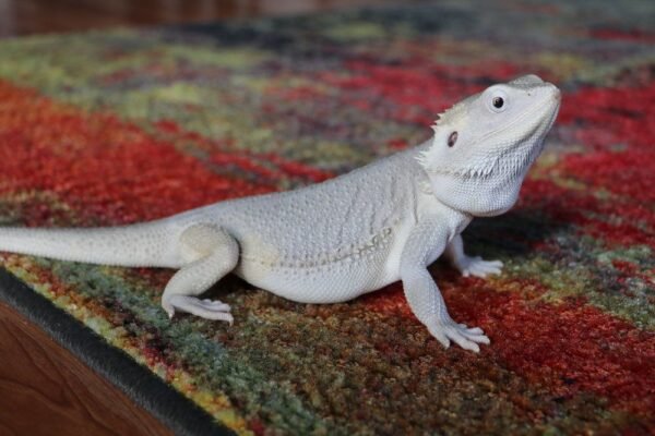fancy bearded dragon