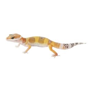 fancy leopard gecko