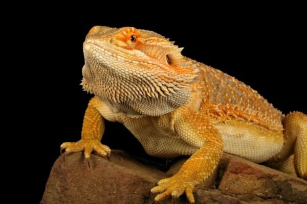 fat bearded dragon - Image 2