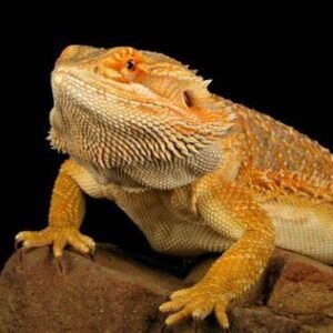 fat bearded dragon