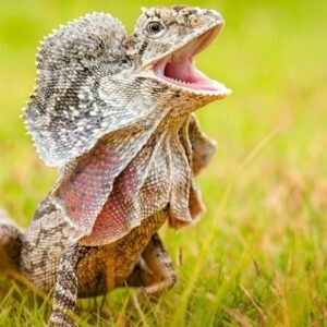 frilled dragon lizard