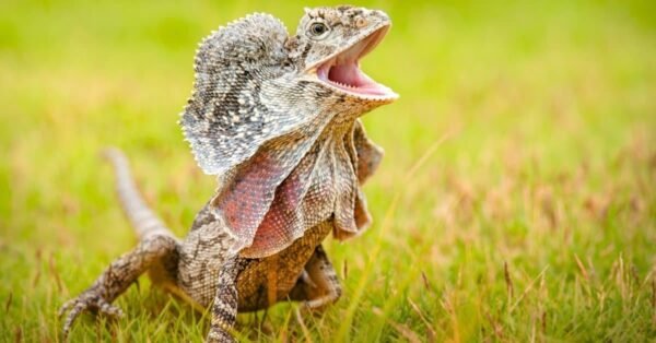 frilled dragon lizard